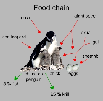 Food chain of a chinstrap penguin