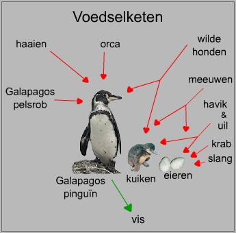 Voedselketen van een galapagospinguïn