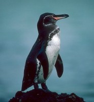 Galápagos penguin, photo used with permission of i-bird.com (8 K)
