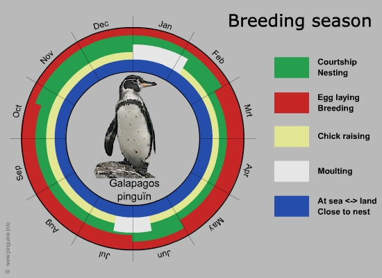 breeding cycle galapagos penguin
