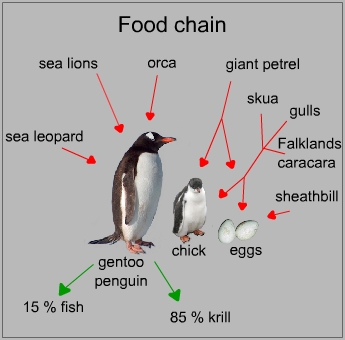 Food chain of a gentoo penguin