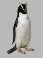 Grote kuif penguin