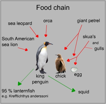 Food chain of a king penguin