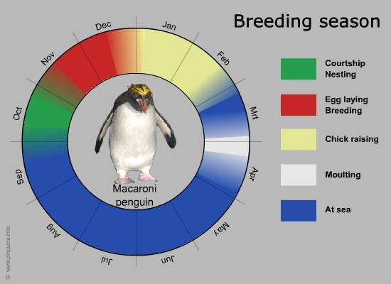 Macaroni penguin