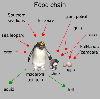 Food chain of a macaroni penguin