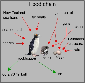 Food chain of a rockhopper