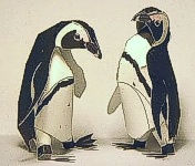 African penguin model