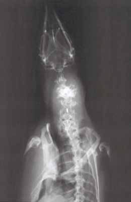Röntgenogram (24 K)