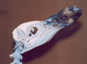 skelet kop