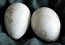 Eggs (36K)
