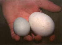 Eieren van een Kuifpinguin (3 K)