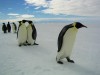 March of the penguins  © Warner Bros
